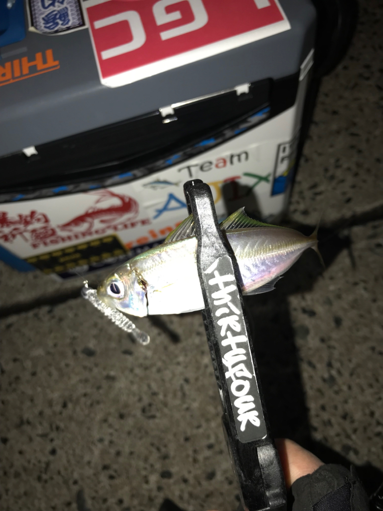 山陰西部アジング🎣