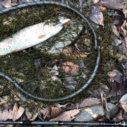 マス、アマゴ元気です！