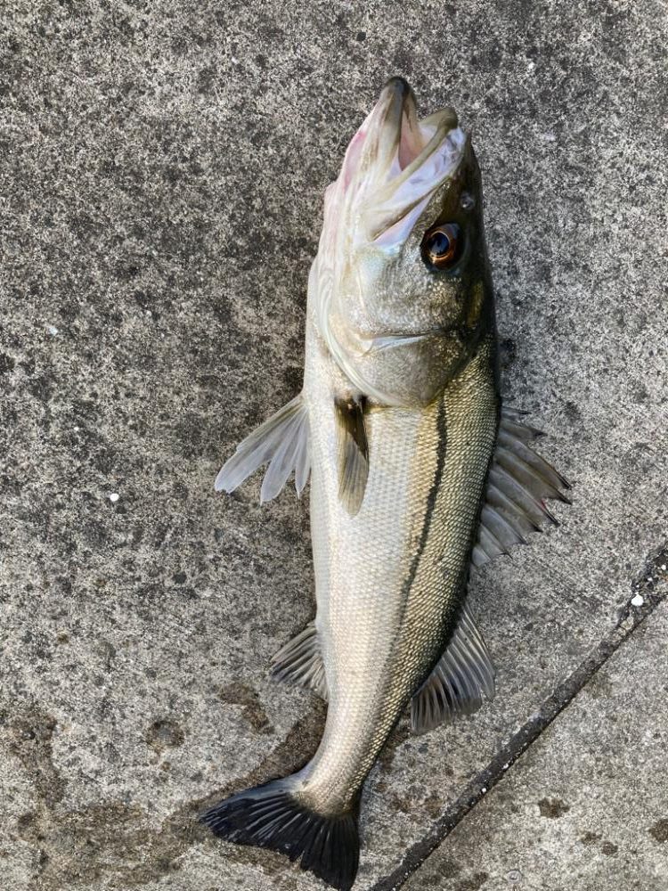 ハネ釣れました!