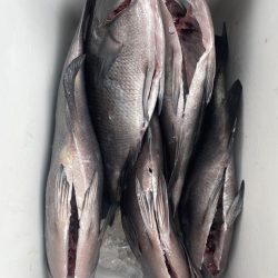 深ダナのグレ釣り