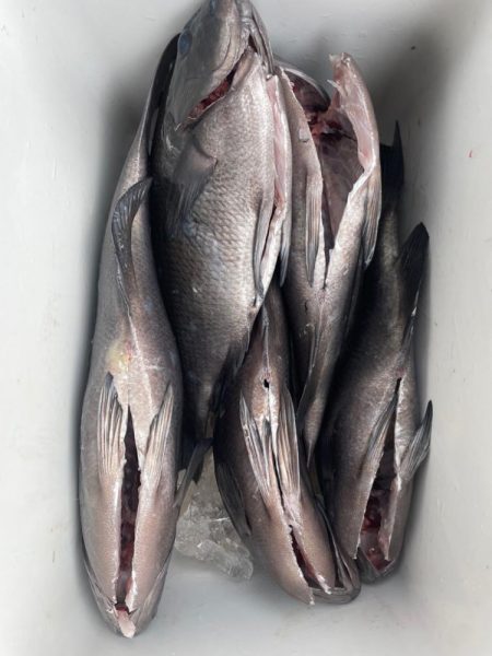 深ダナのグレ釣り