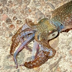 猫に喰われたイカ