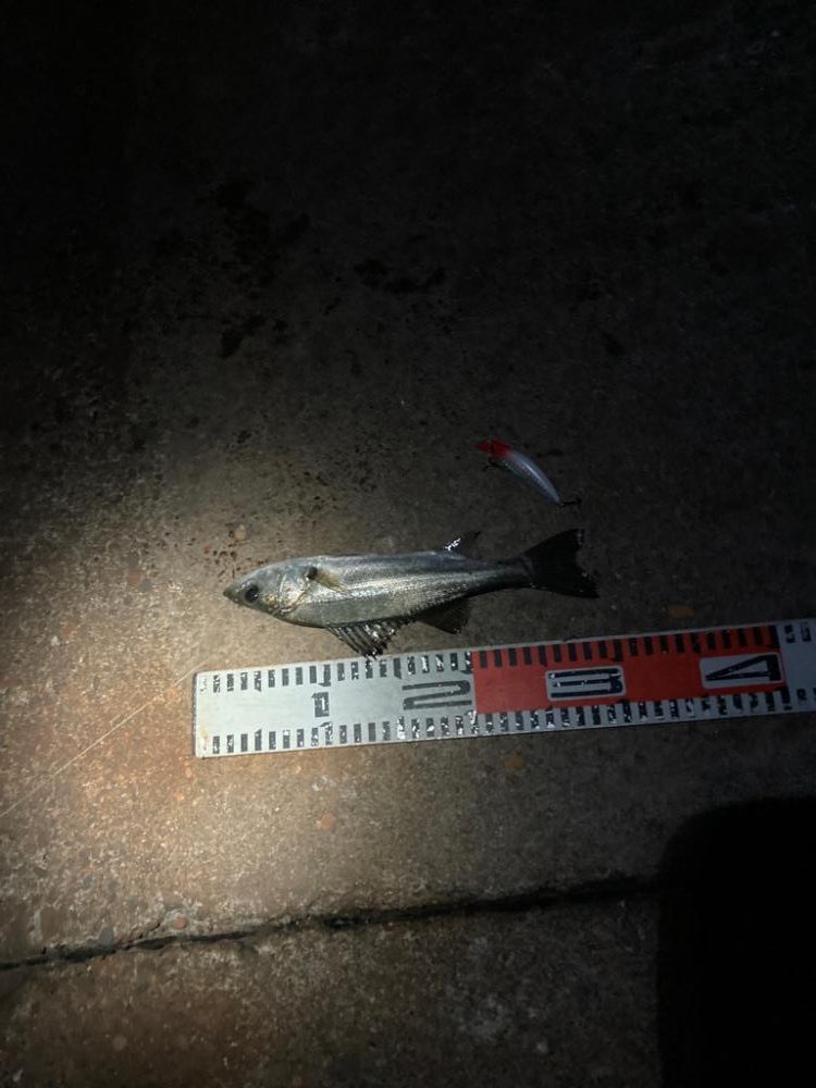 どうした！サイズが上がらない