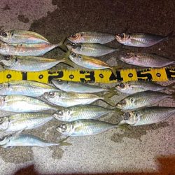 夕まずめの佐賀関へ