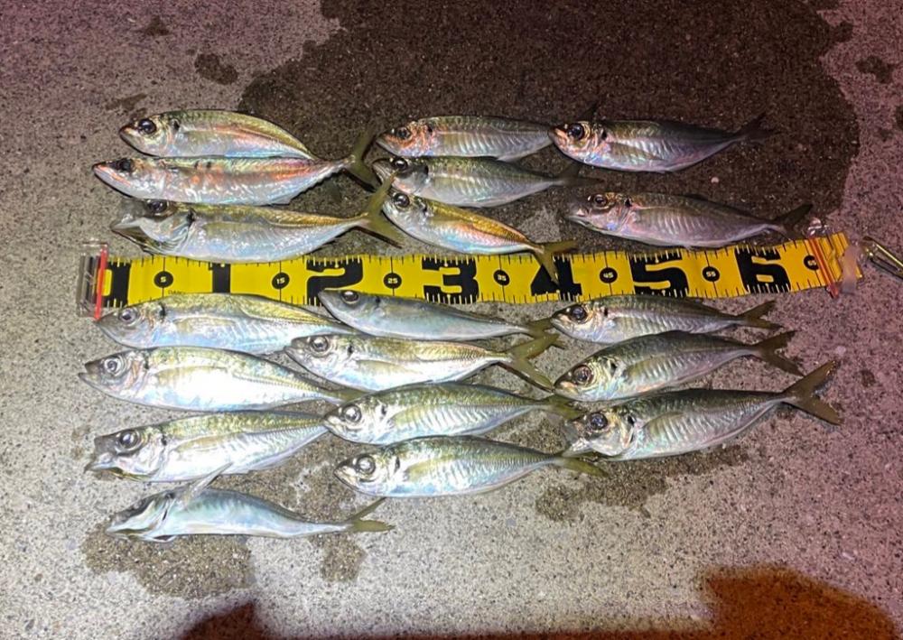 夕まずめの佐賀関へ