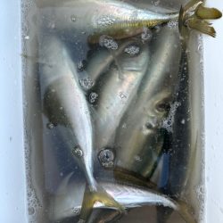 久々のスプリットリグ