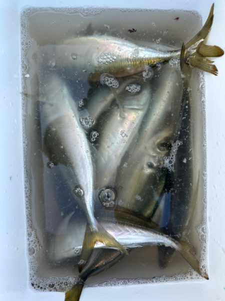 久々のスプリットリグ