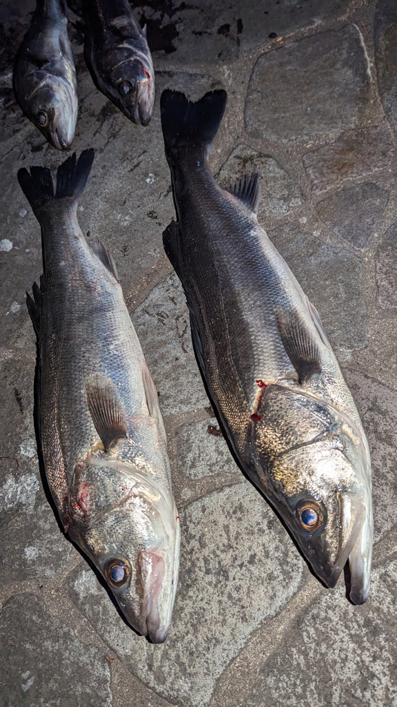 2023初釣りボートシーバス