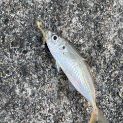 夕マヅメのアジング