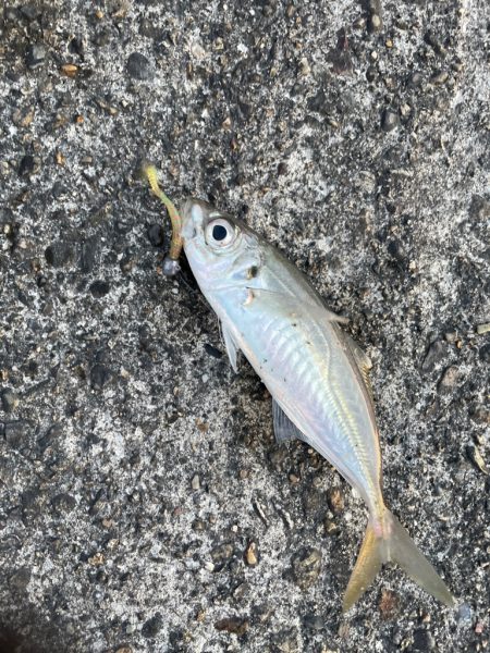 夕マヅメのアジング