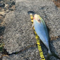 激太りの鰤が釣れました。