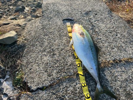 激太りの鰤が釣れました。