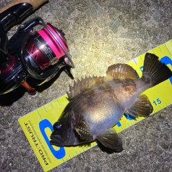 産卵ピーク明石のメバル