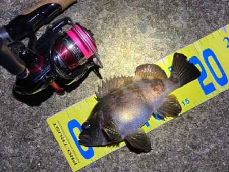 産卵ピーク明石のメバル