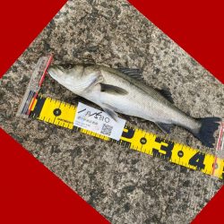 連続の釣り上げ