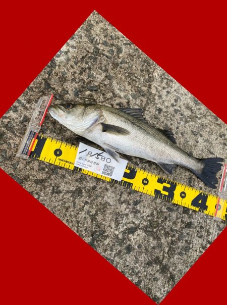 連続の釣り上げ