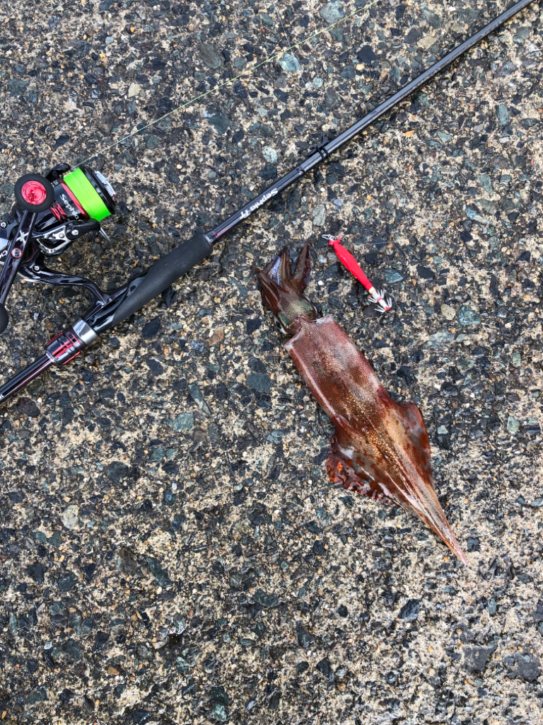 ヤリイカ上向き?