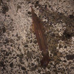 ヤリイカさん狙い!!