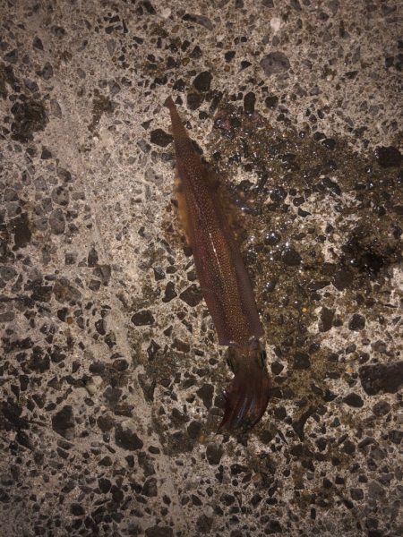 ヤリイカさん狙い!!