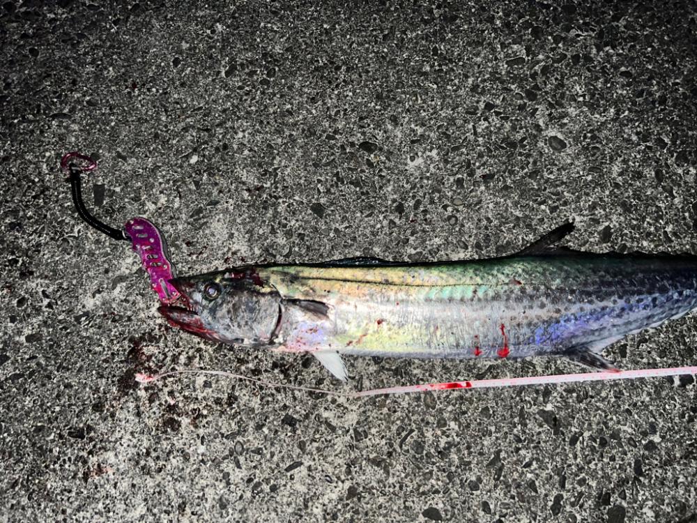 大サワラ‼️ついにやった‼️