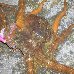 厳しい真冬のマダコ釣り