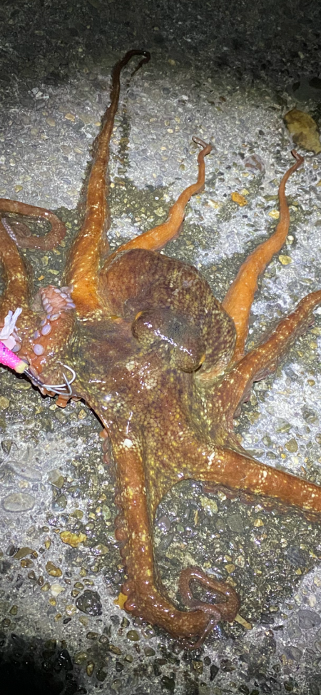 厳しい真冬のマダコ釣り