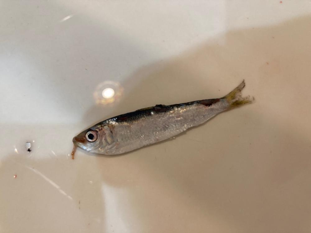 2023初フィッシュ