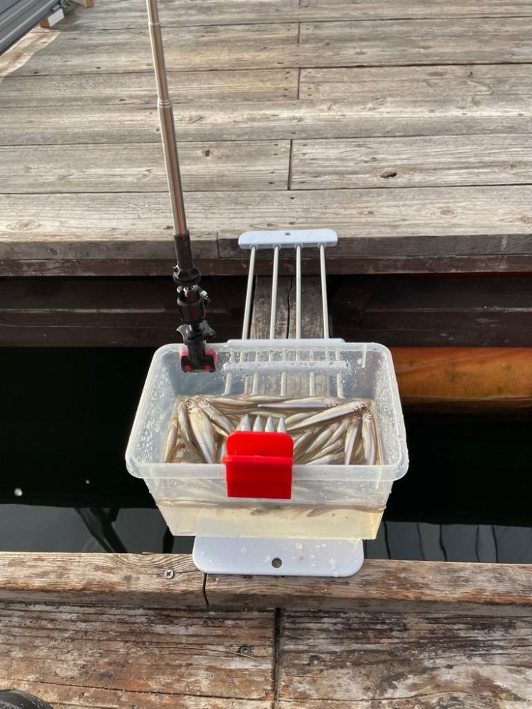 今シーズン初ワカサギ釣り！絶好調！