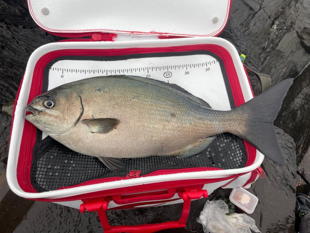 地磯釣行 カンノンガ根