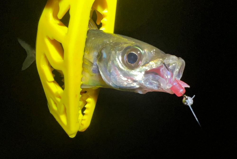 鯵を探して三千里Vel.26