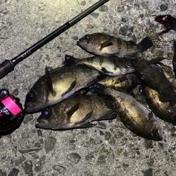 新春メバル好調