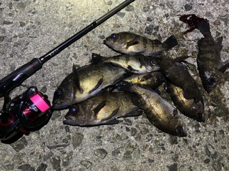 新春メバル好調