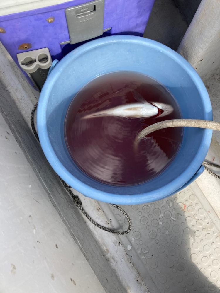 子供とイシモチ