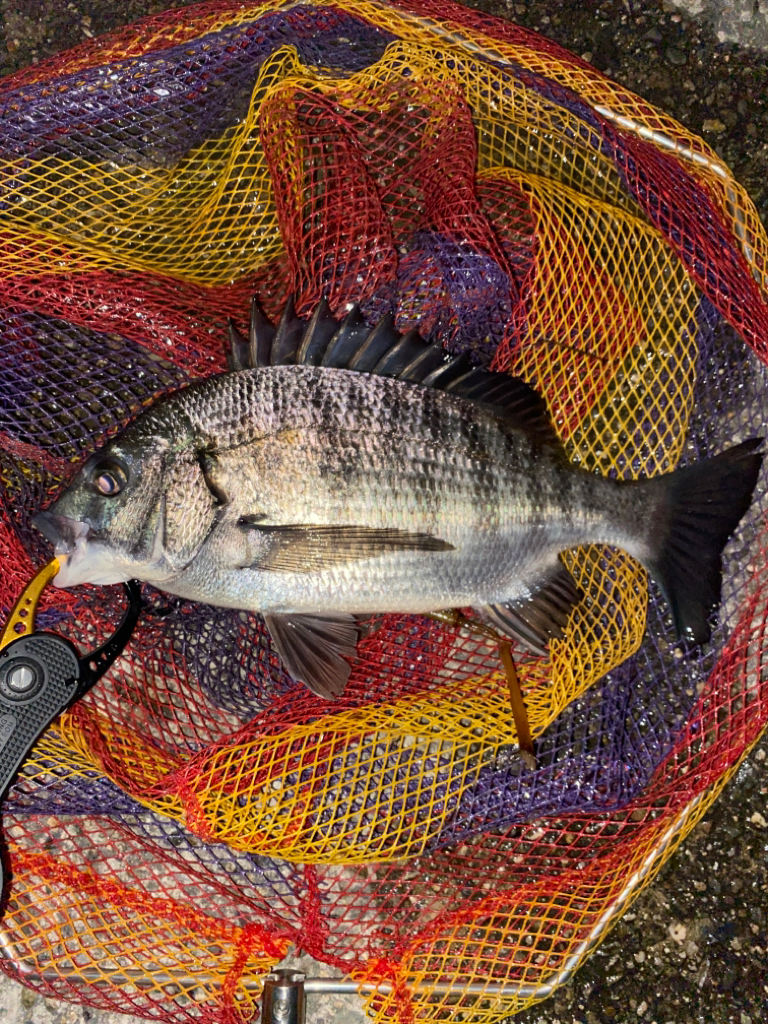 ヘチってきました