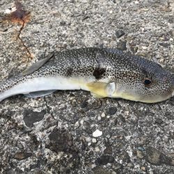 初釣り。福来たる！