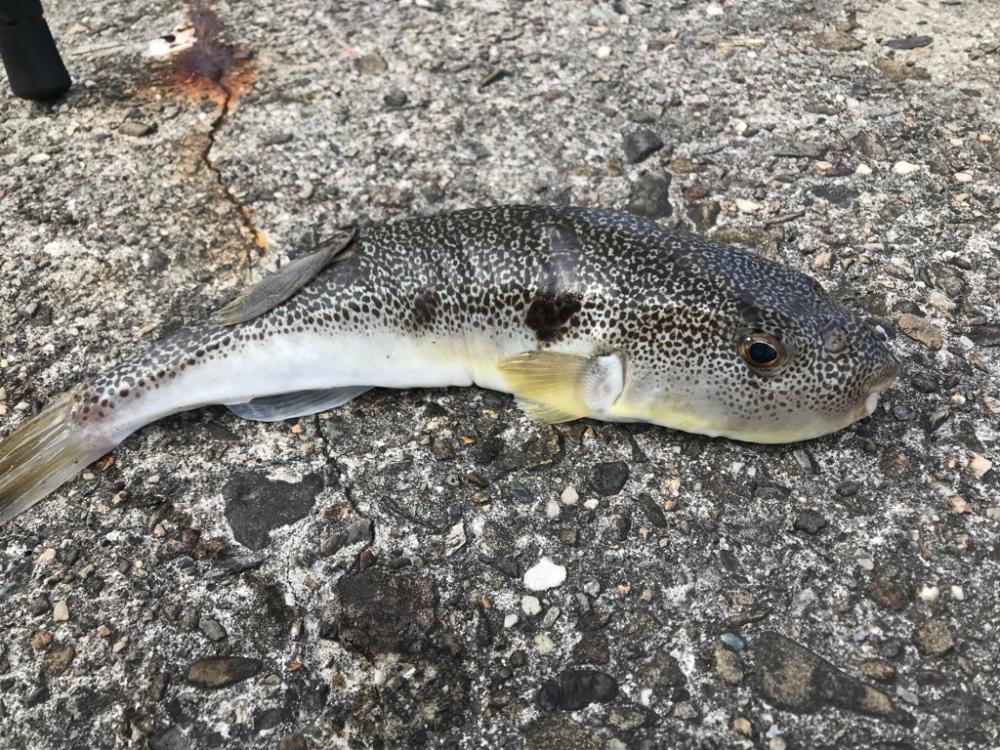 初釣り。福来たる！