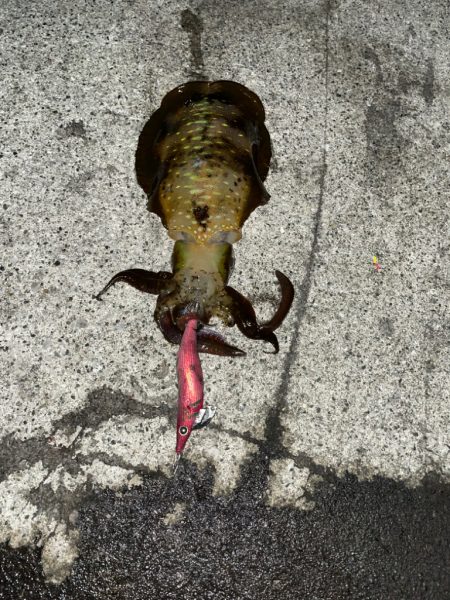 ついにキロアップ！