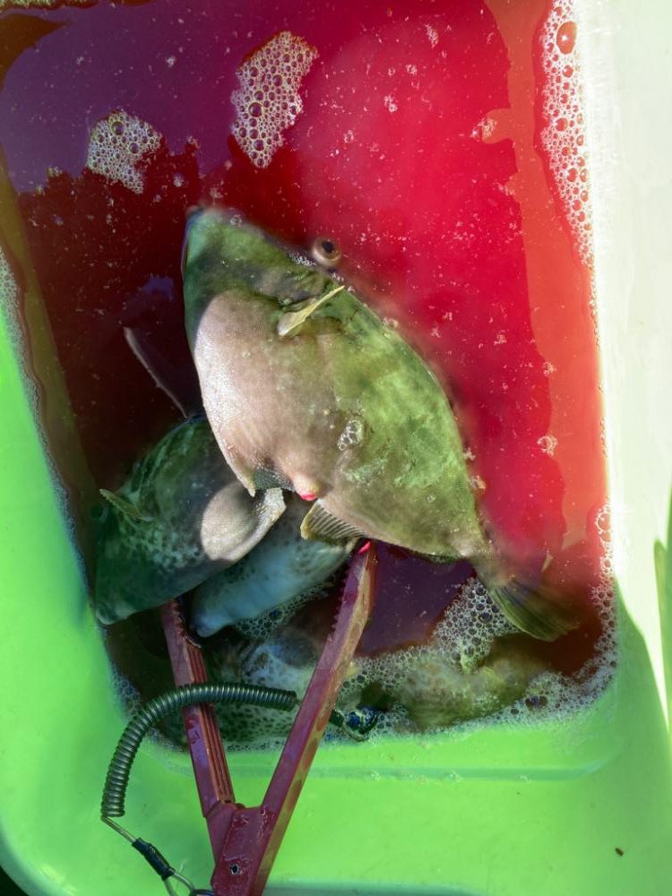 初釣りはカワハギ！