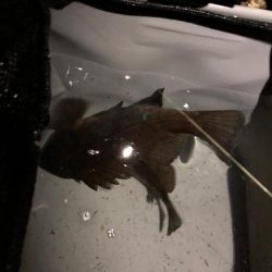 5バイトの激渋メバリング