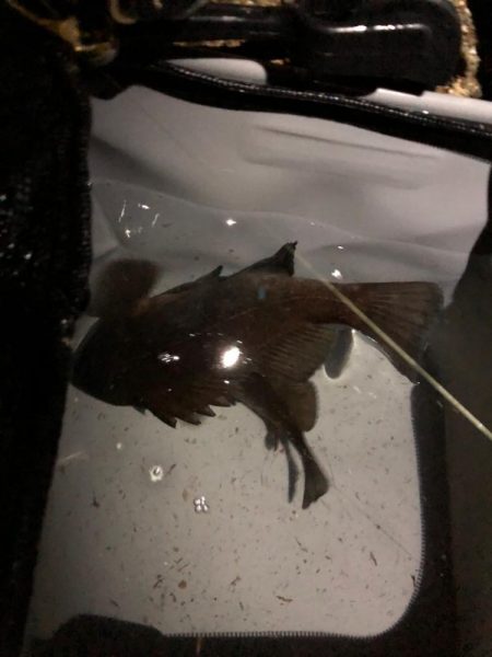 5バイトの激渋メバリング