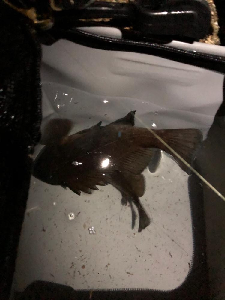 5バイトの激渋メバリング