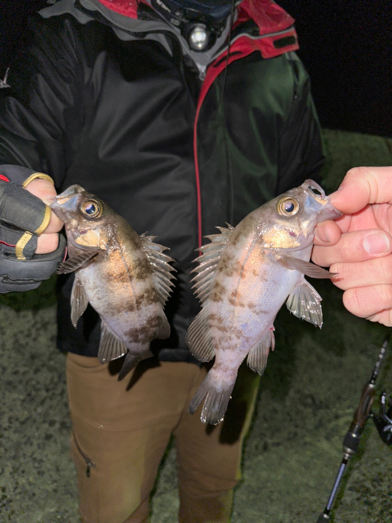 メバリング釣行