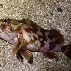 初カレイ初ガシラに初…？？にゃ