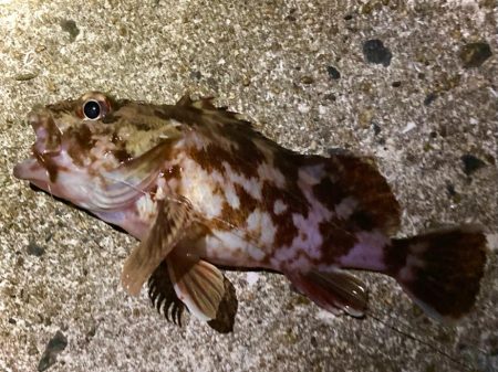 初カレイ初ガシラに初…？？にゃ