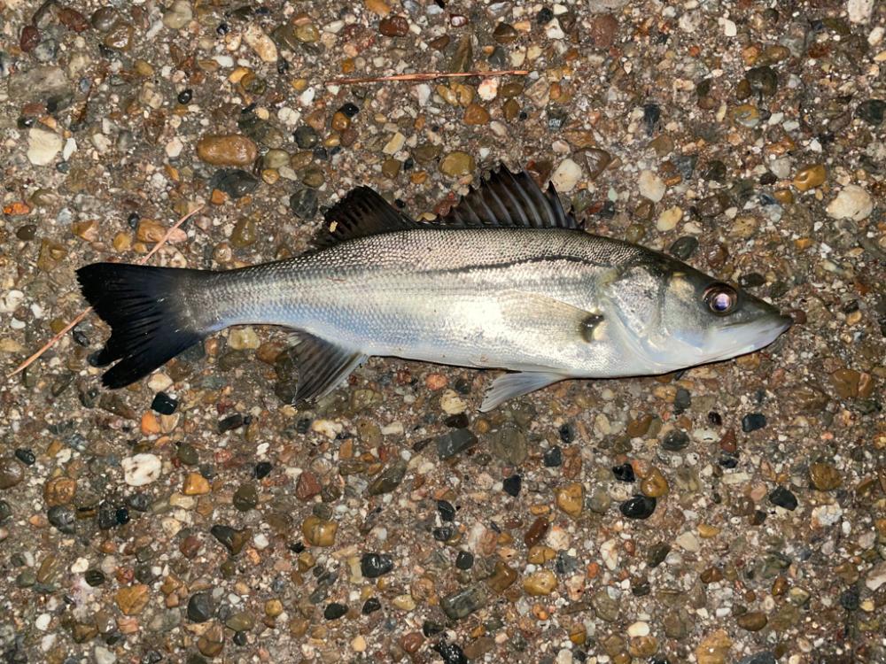 青イソメ で勝負っ！