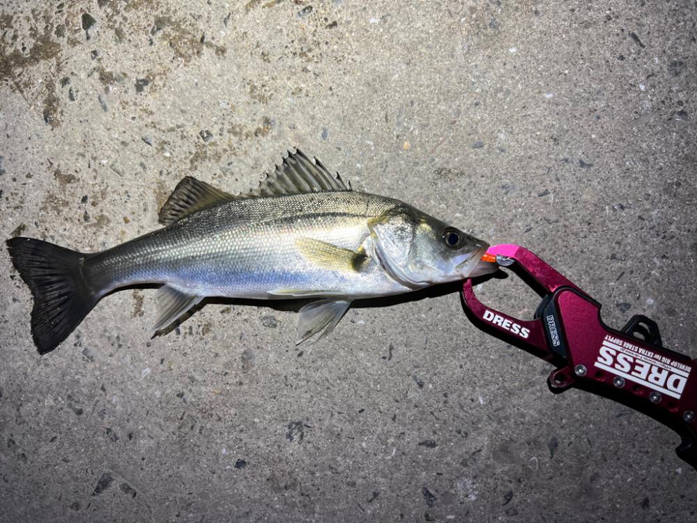 メバルを探して三千里Vel.5