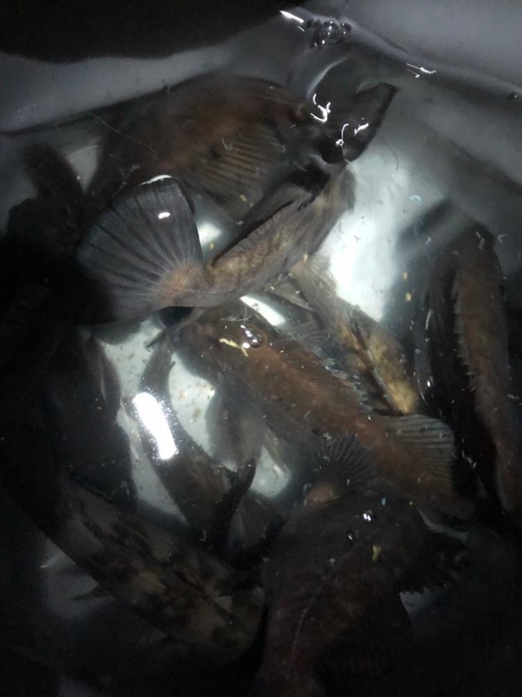 つぬけメバリング