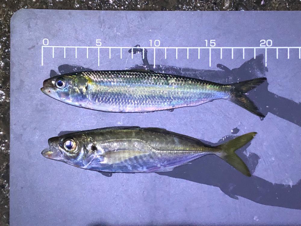 2023年 釣り初め❗️