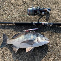 チヌが釣れるらしい！