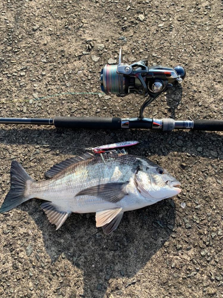 チヌが釣れるらしい！